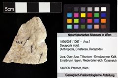 Foto (Objket + Etiketten) von Decapoda indet. 